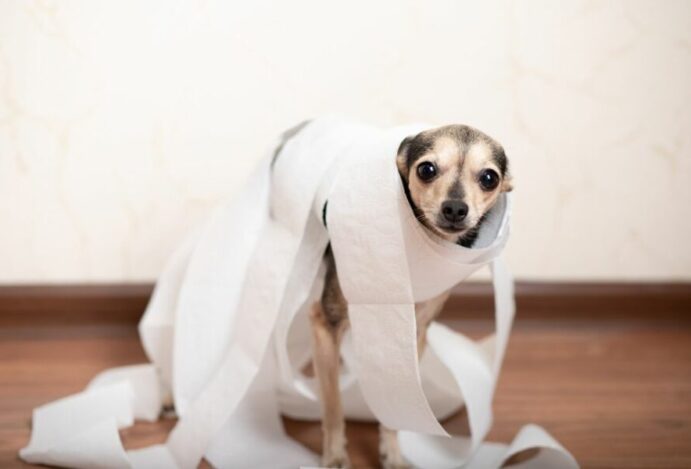 Cachorro com diarreia