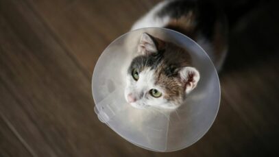 Design sem nome – 2023-08-31T123427.231 Castração de gatos