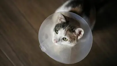 Castração de gatos