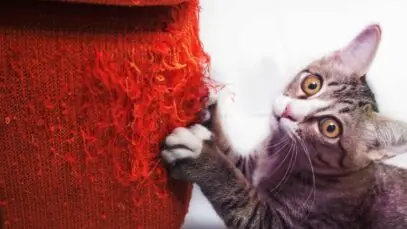 Gato arranhando o sofá