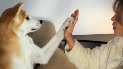 Royal Canin