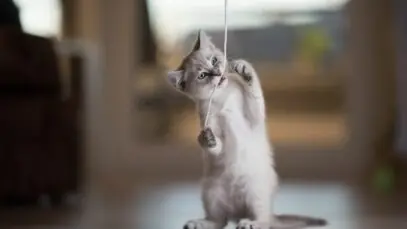 Gatos
