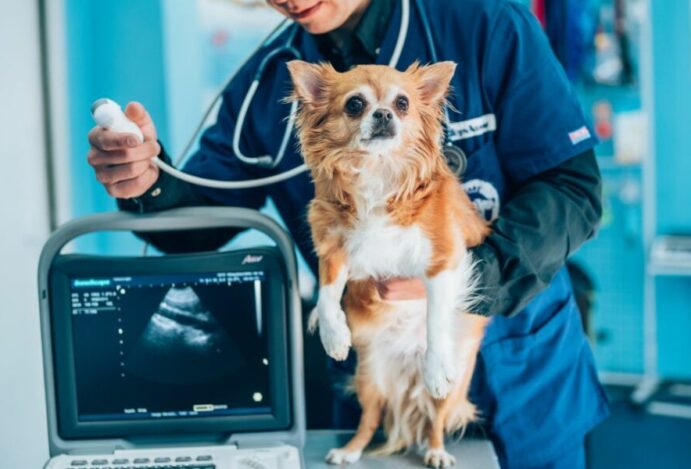 Ortopedia Veterinária
