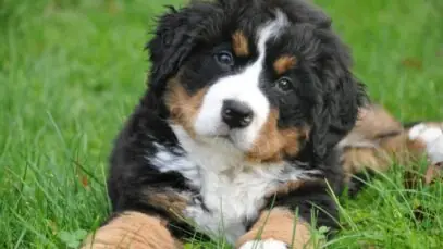 DogHero