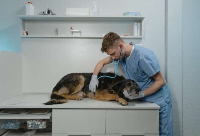 PET VET