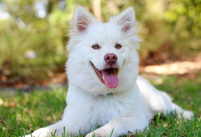 Biodog