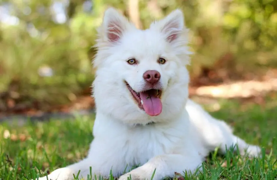 Biodog