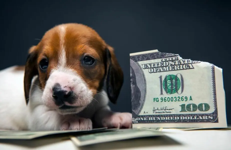 Mercado pet no Brasil 
