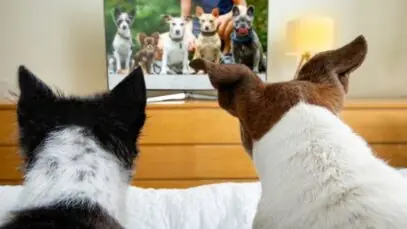 canais de TV para cachorros