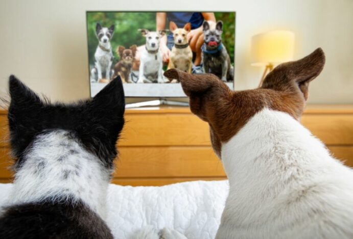 canais de TV para cachorros