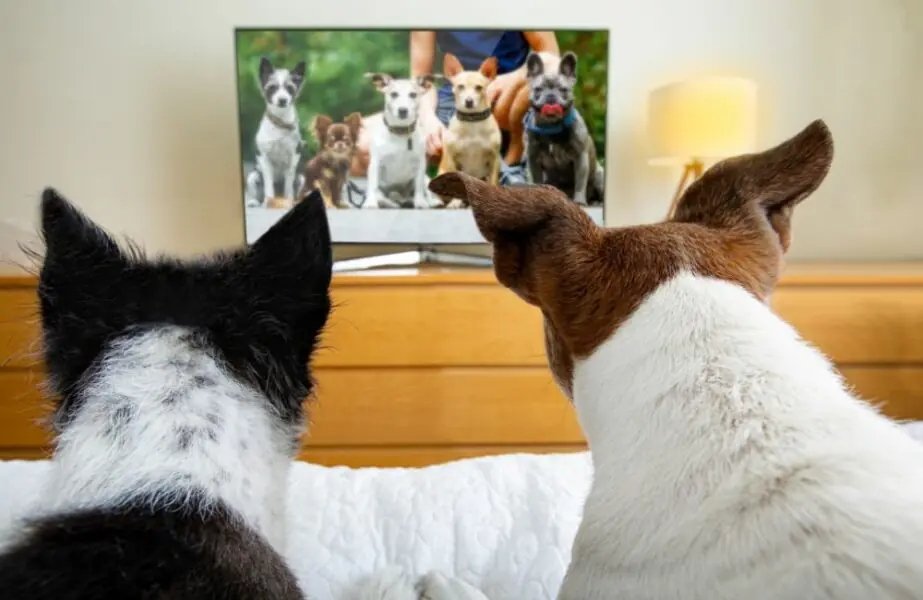 Design sem nome (32) canais de TV para cachorros