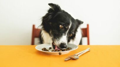 alimentos proibidos para cachorros