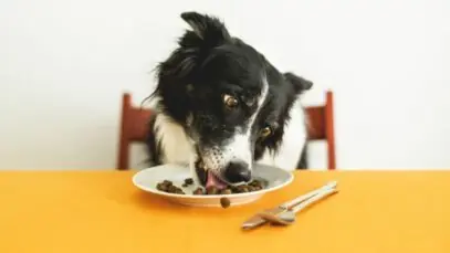 alimentos proibidos para cachorros