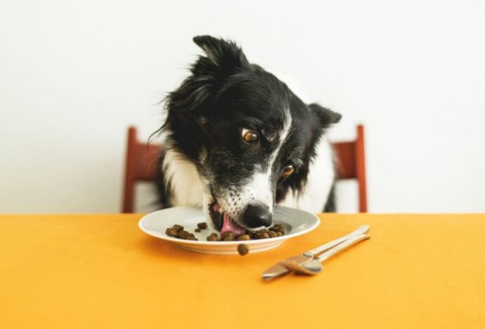 alimentos proibidos para cachorros