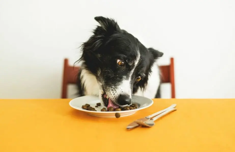 Design sem nome (37) alimentos proibidos para cachorros
