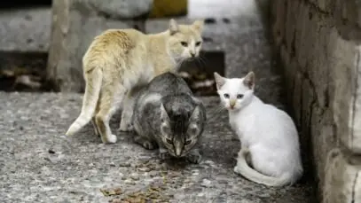 população felina