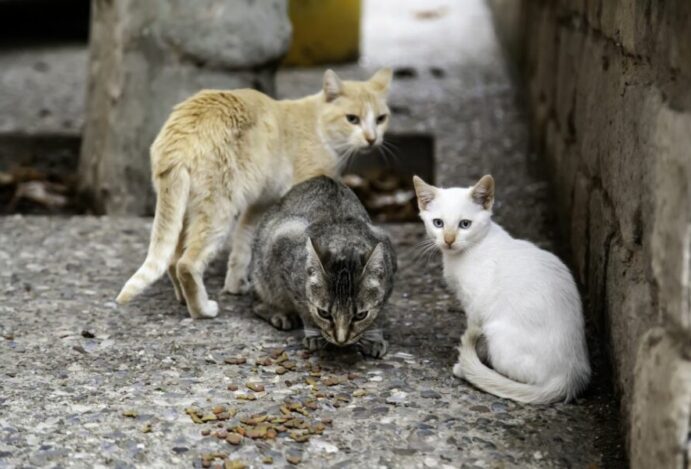 população felina