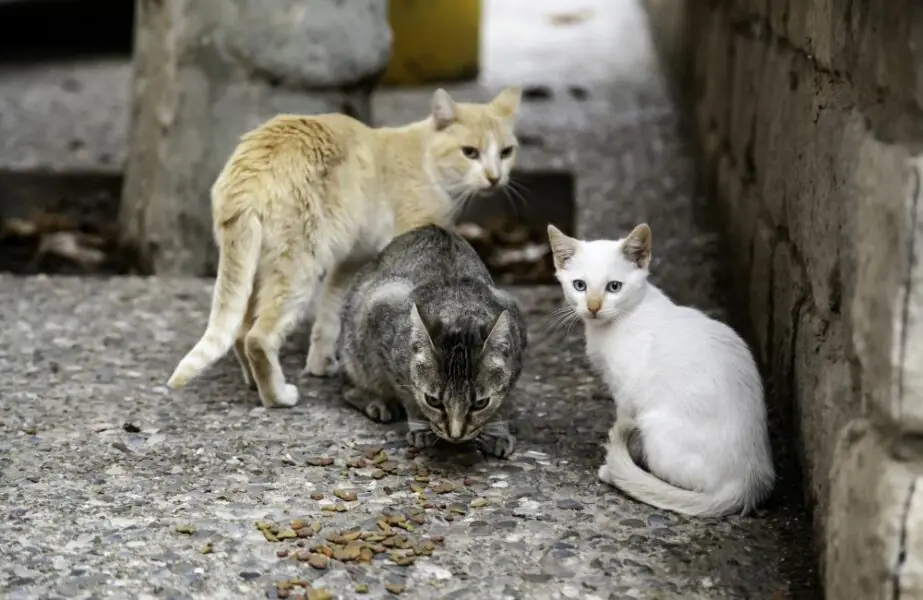 Design sem nome (43) população felina