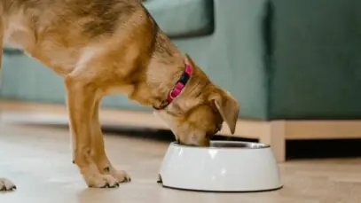 cães