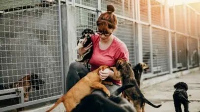 Proteção Animal