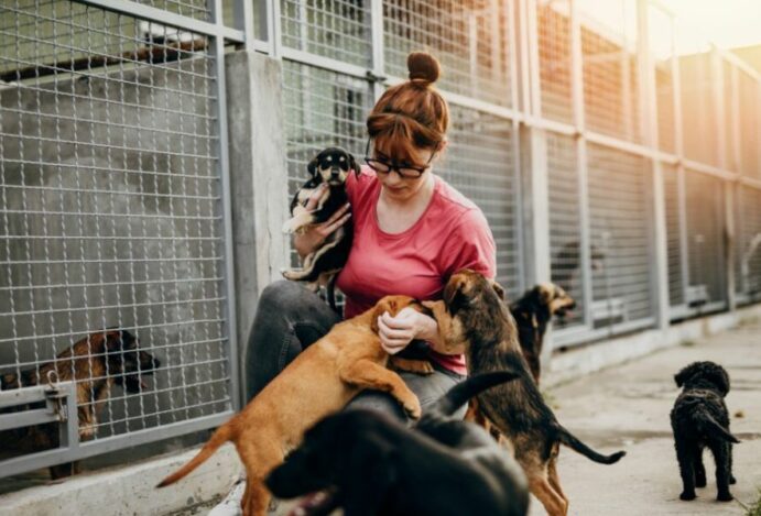 Proteção Animal