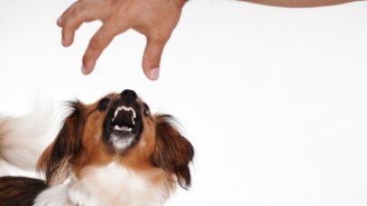 Design sem nome (5) Cachorro vai morder