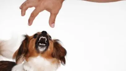 Cachorro vai morder