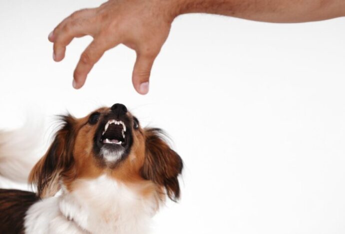 Cachorro vai morder