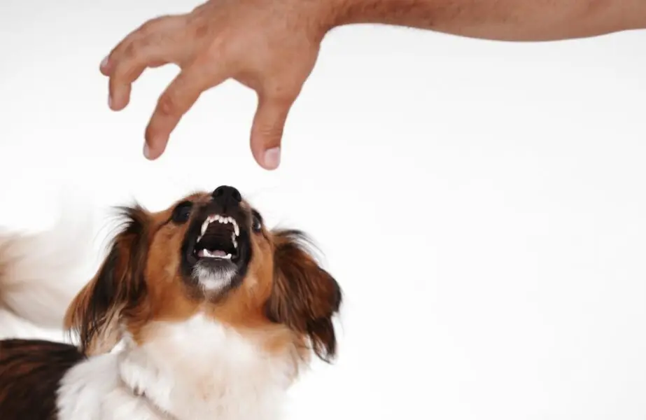 Cachorro vai morder