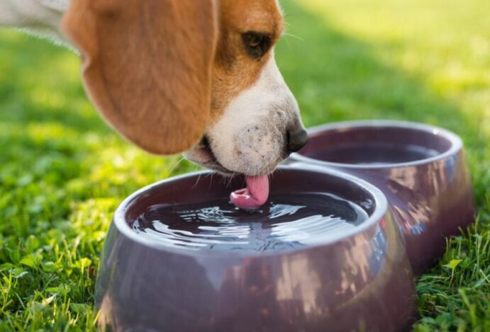 Água para cães