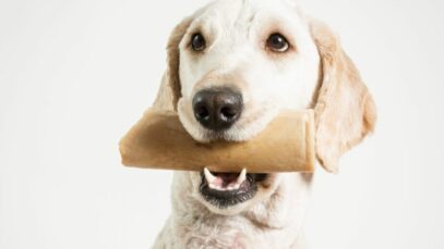 Design sem nome (6) ossos para cachorros