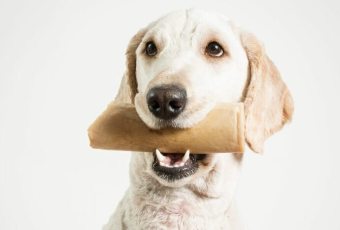 ossos para cachorros