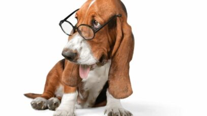 Idade do cachorro
