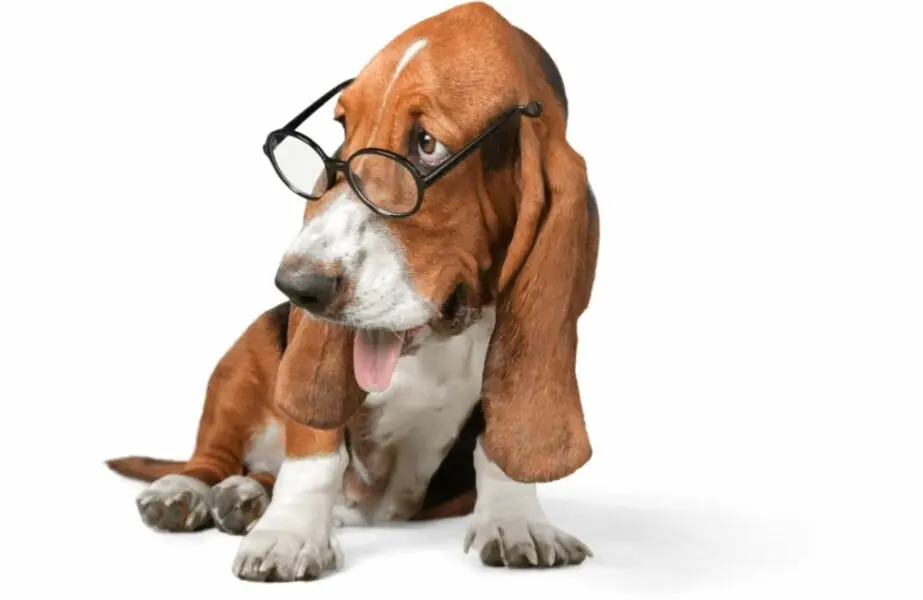 Idade do cachorro