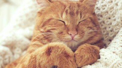 gatos dormem demais