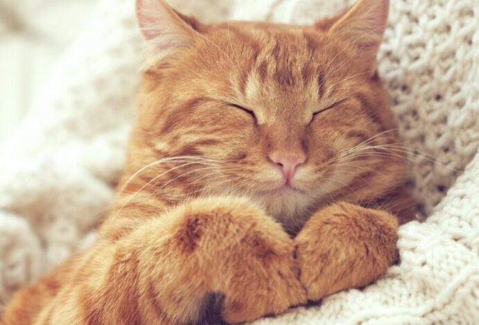 gatos dormem demais