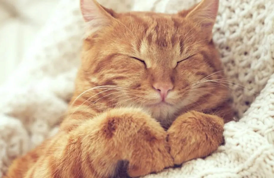 Design sem nome (63) gatos dormem demais
