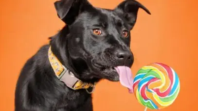 diabetes canina