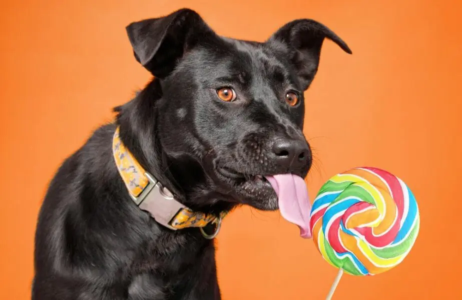 Design sem nome (70) diabetes canina