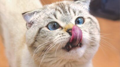 Design sem nome (71) alimentos proibidos para gatos
