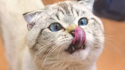 alimentos proibidos para gatos