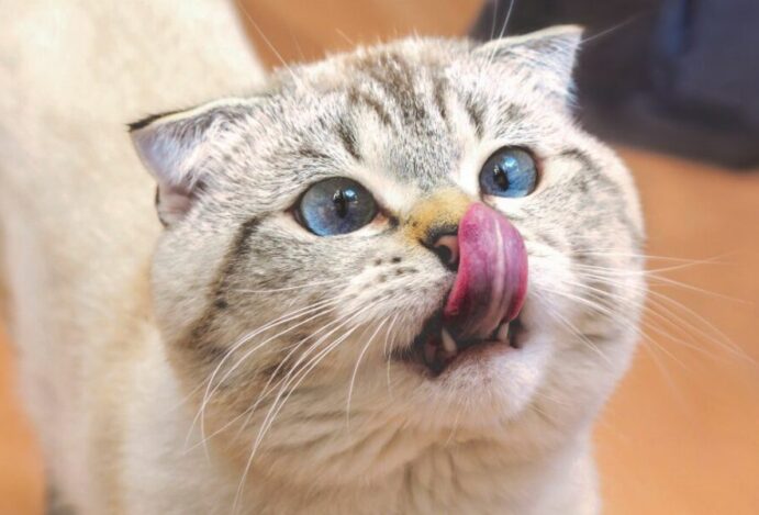 alimentos proibidos para gatos