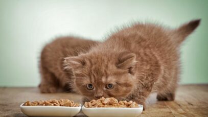 Design sem nome (75) Ração para gatos filhotes
