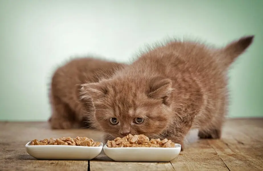 Design sem nome (75) Ração para gatos filhotes