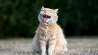 Gato feliz