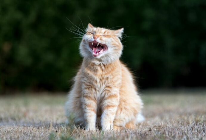 Gato feliz