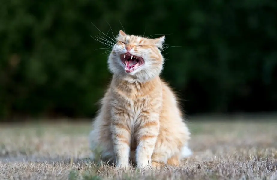 Design sem nome (83) Gato feliz