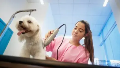 pet