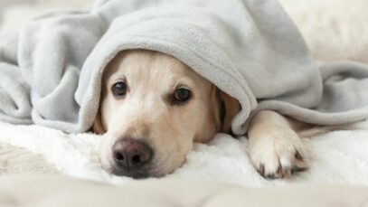 pets no inverno