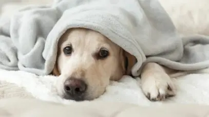 pets no inverno